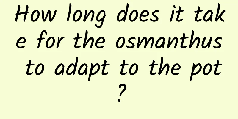 How long does it take for the osmanthus to adapt to the pot?