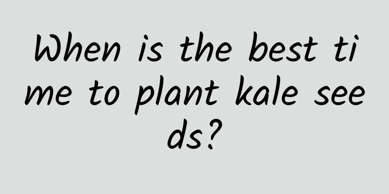 When is the best time to plant kale seeds?