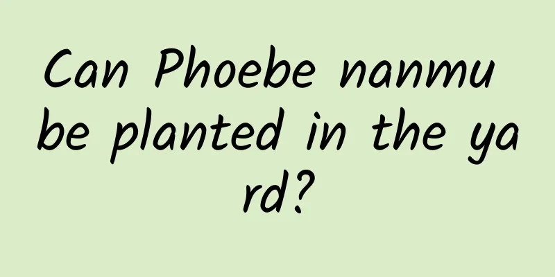 Can Phoebe nanmu be planted in the yard?