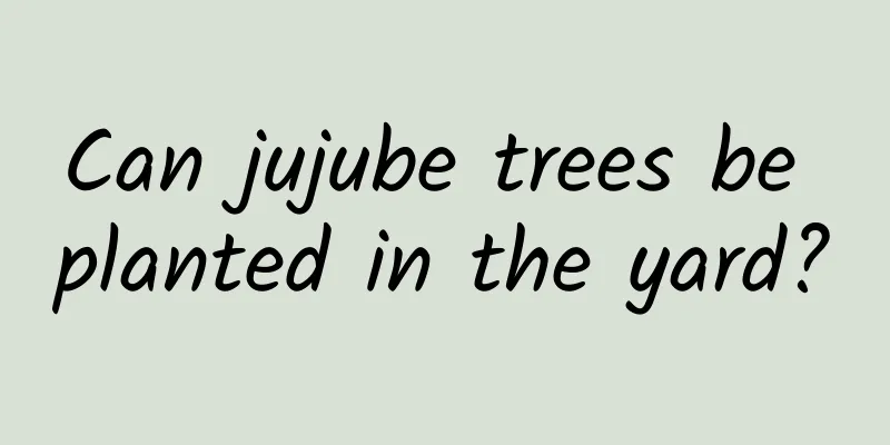 Can jujube trees be planted in the yard?