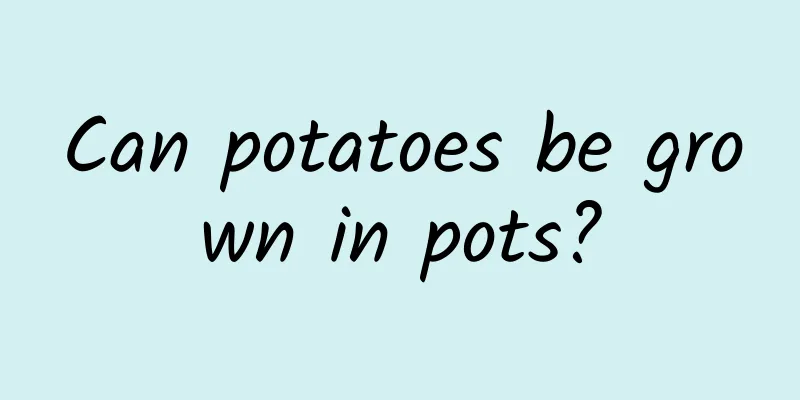 Can potatoes be grown in pots?