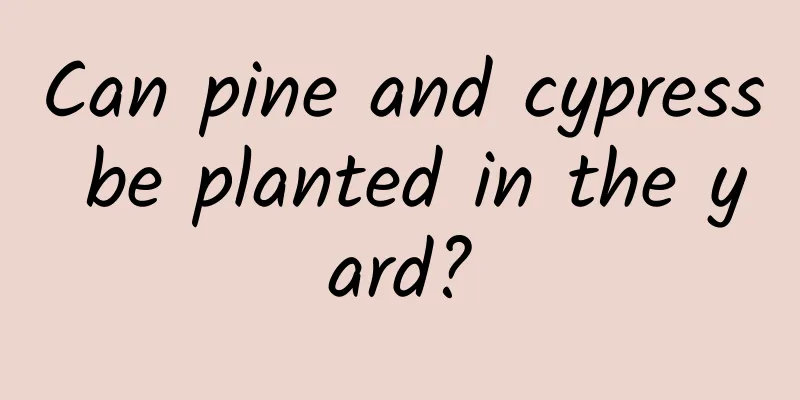 Can pine and cypress be planted in the yard?