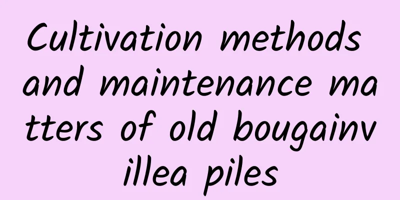Cultivation methods and maintenance matters of old bougainvillea piles