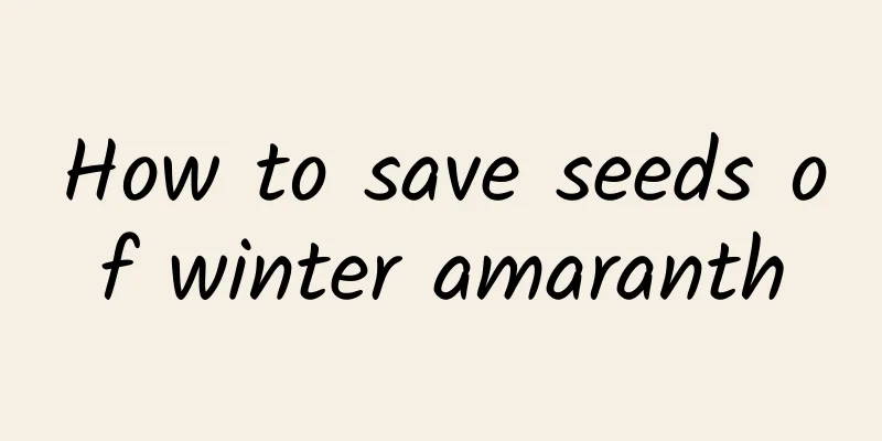 How to save seeds of winter amaranth