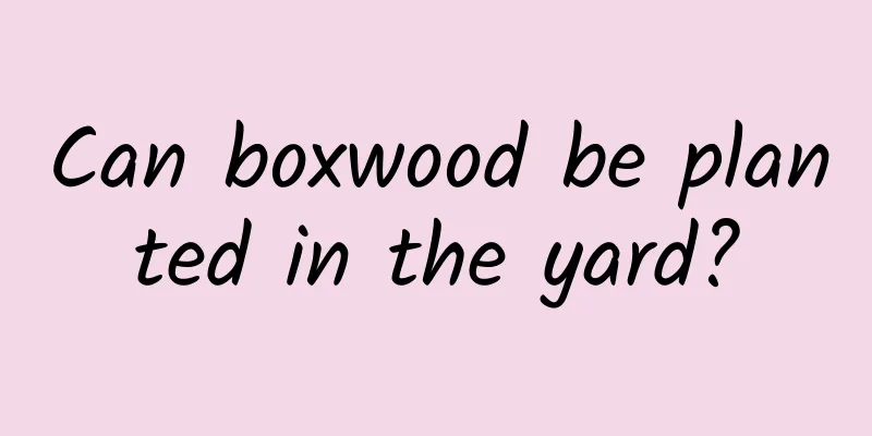 Can boxwood be planted in the yard?