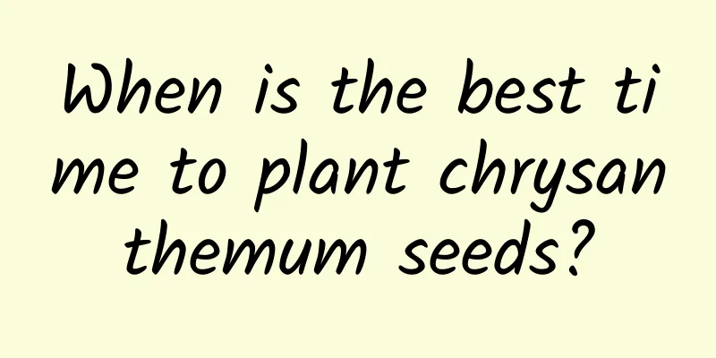 When is the best time to plant chrysanthemum seeds?