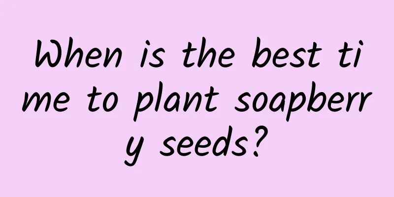 When is the best time to plant soapberry seeds?
