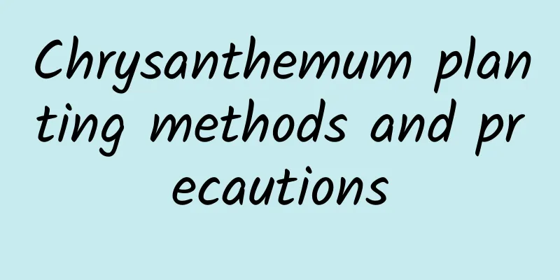 Chrysanthemum planting methods and precautions