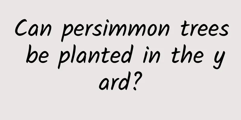 Can persimmon trees be planted in the yard?
