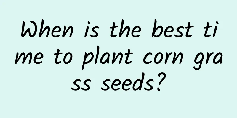 When is the best time to plant corn grass seeds?