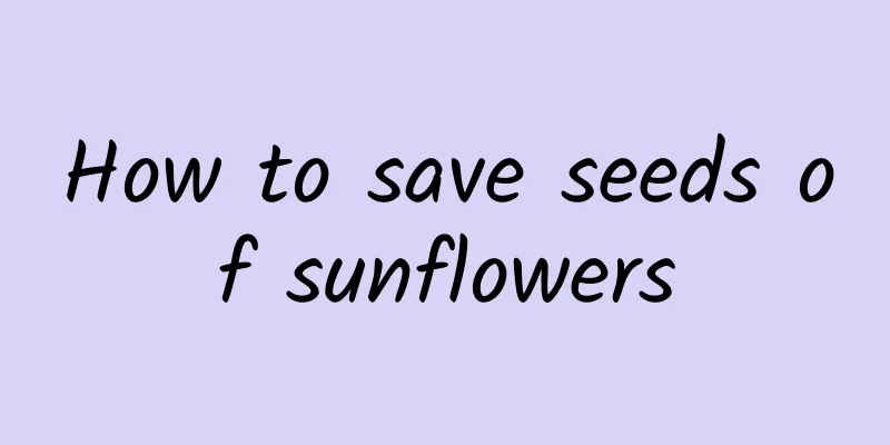 How to save seeds of sunflowers