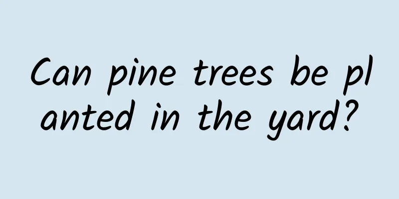 Can pine trees be planted in the yard?