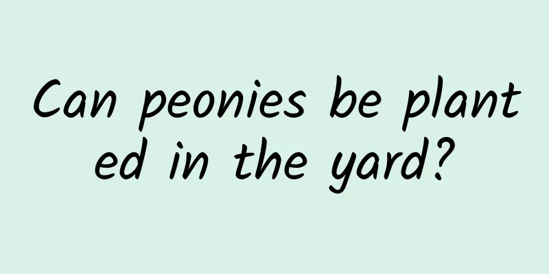 Can peonies be planted in the yard?