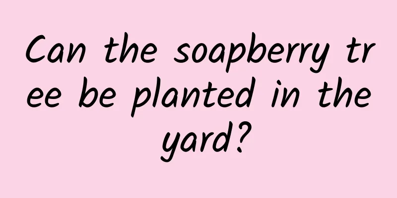 Can the soapberry tree be planted in the yard?