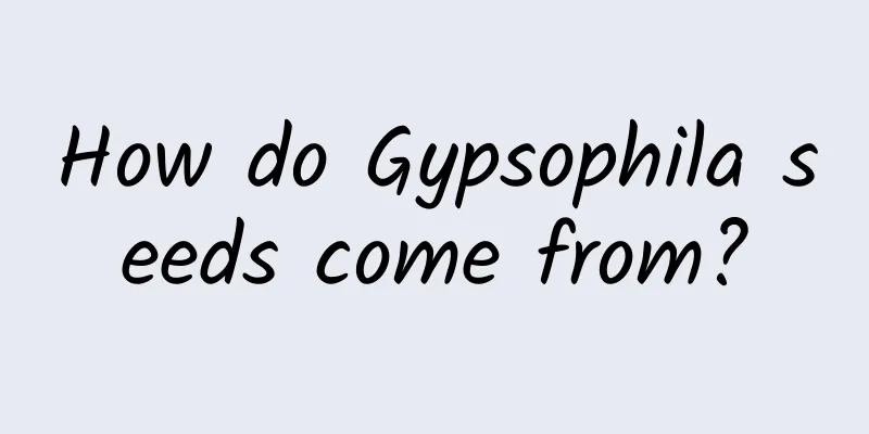How do Gypsophila seeds come from?