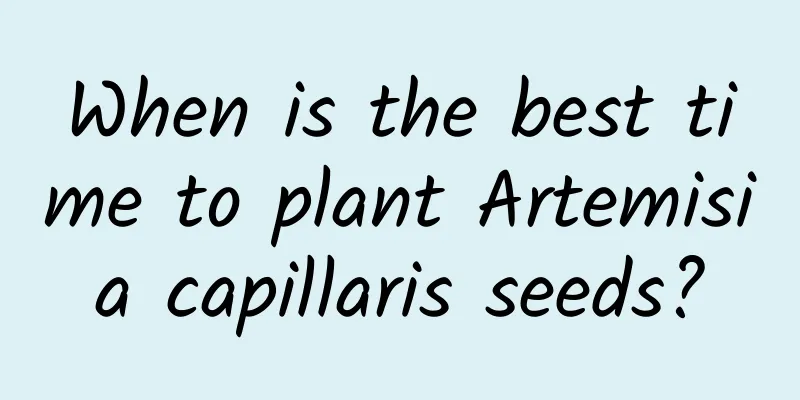 When is the best time to plant Artemisia capillaris seeds?