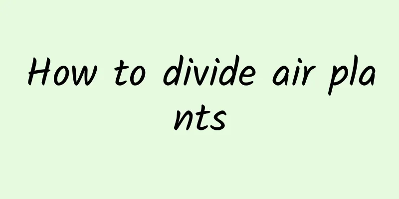 How to divide air plants