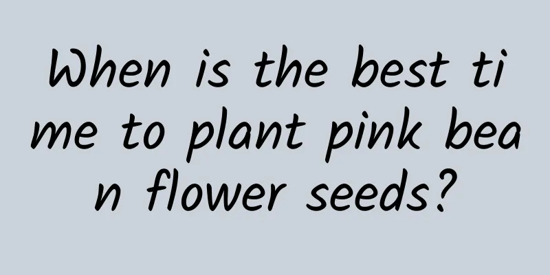 When is the best time to plant pink bean flower seeds?