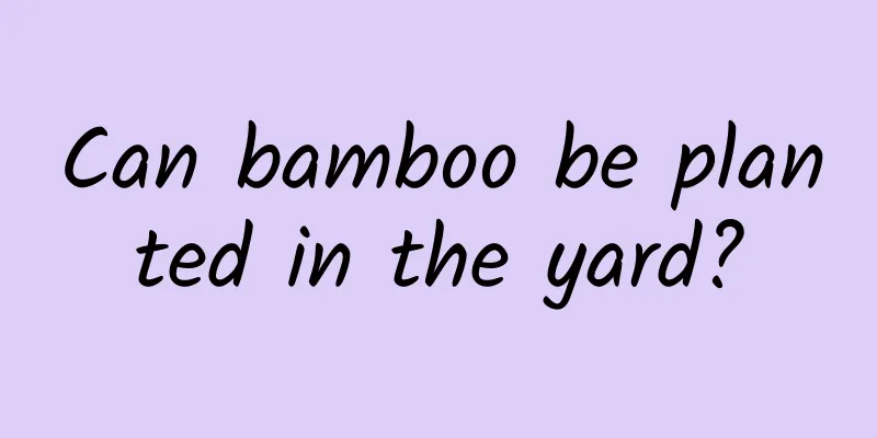 Can bamboo be planted in the yard?