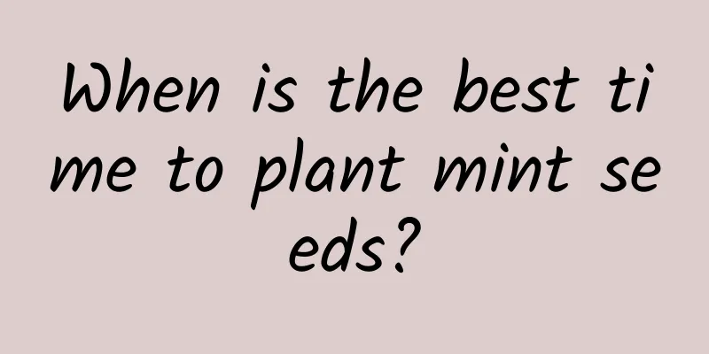 When is the best time to plant mint seeds?