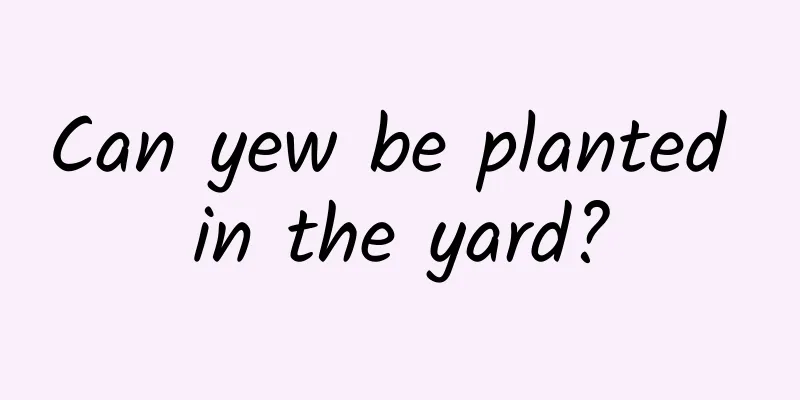 Can yew be planted in the yard?