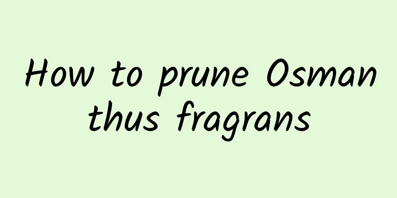 How to prune Osmanthus fragrans