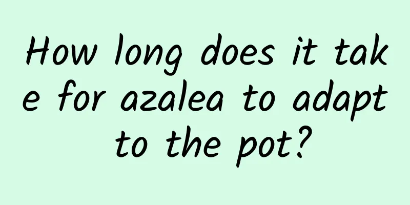 How long does it take for azalea to adapt to the pot?