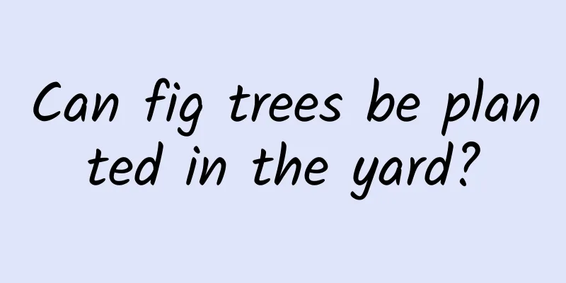 Can fig trees be planted in the yard?