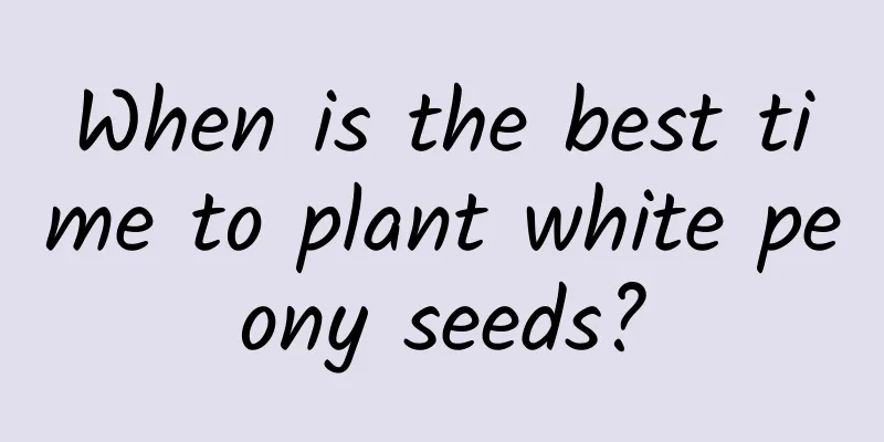 When is the best time to plant white peony seeds?