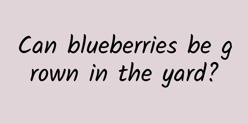 Can blueberries be grown in the yard?