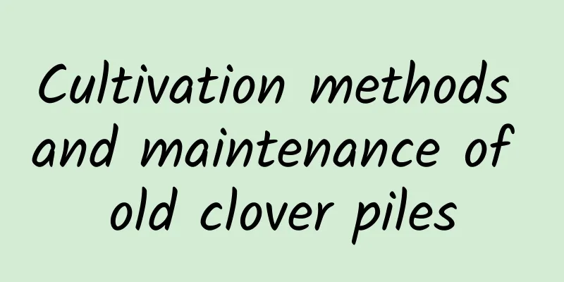 Cultivation methods and maintenance of old clover piles