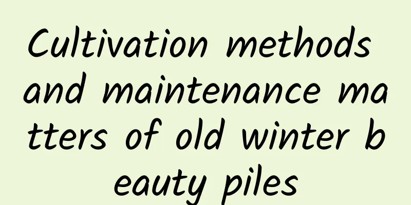 Cultivation methods and maintenance matters of old winter beauty piles