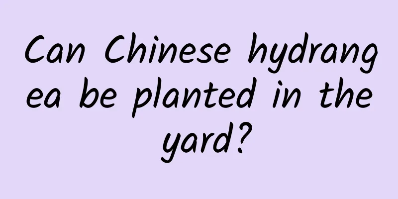 Can Chinese hydrangea be planted in the yard?