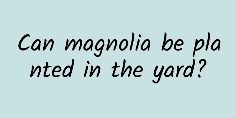 Can magnolia be planted in the yard?