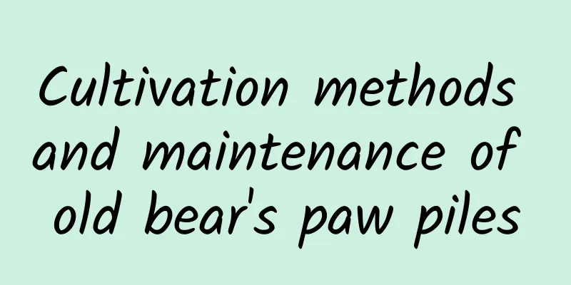 Cultivation methods and maintenance of old bear's paw piles