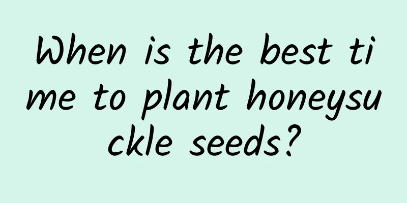 When is the best time to plant honeysuckle seeds?