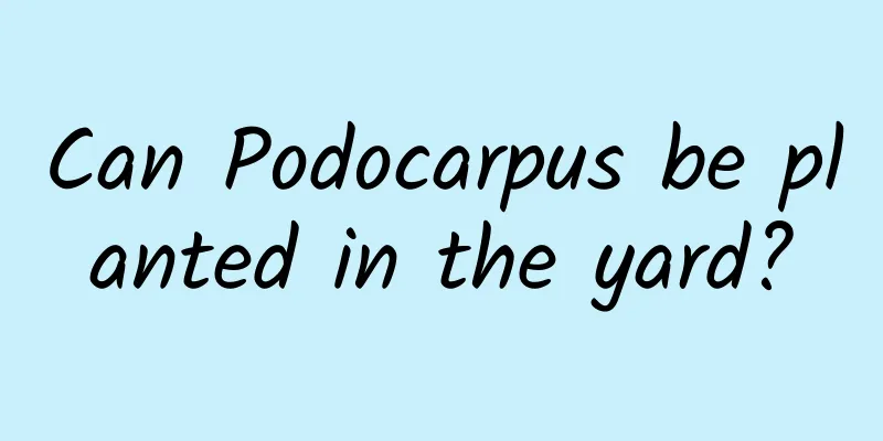Can Podocarpus be planted in the yard?
