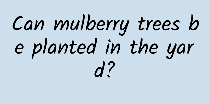 Can mulberry trees be planted in the yard?