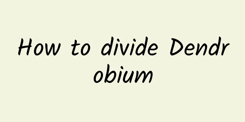 How to divide Dendrobium