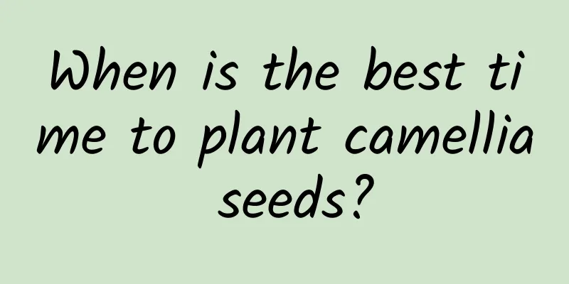 When is the best time to plant camellia seeds?
