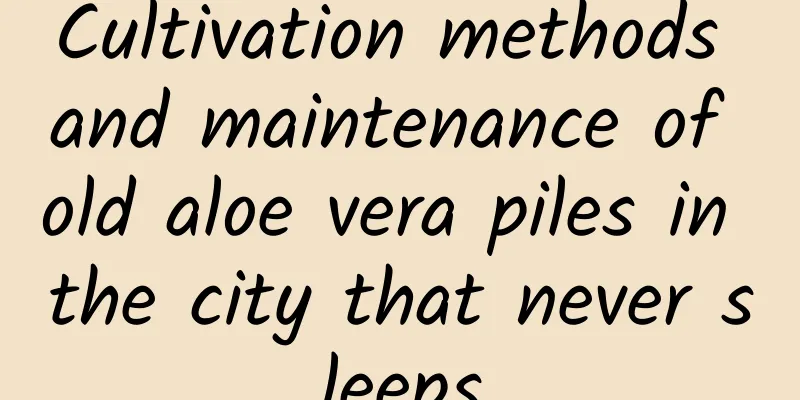 Cultivation methods and maintenance of old aloe vera piles in the city that never sleeps