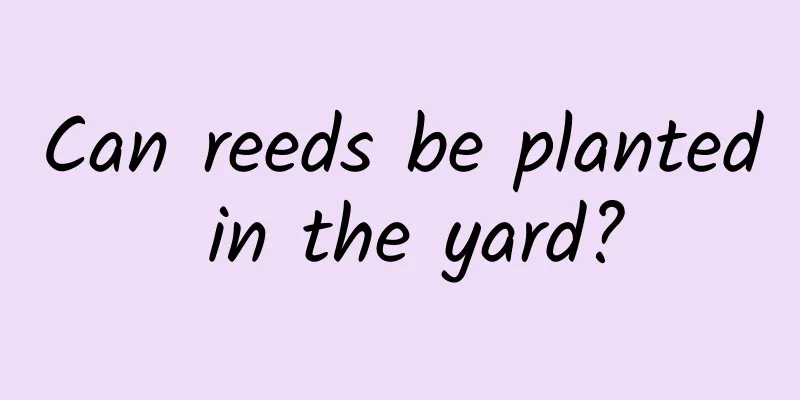 Can reeds be planted in the yard?