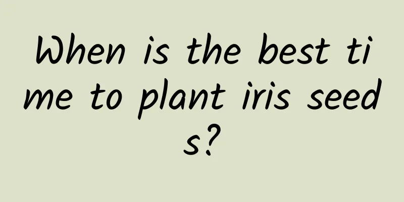 When is the best time to plant iris seeds?