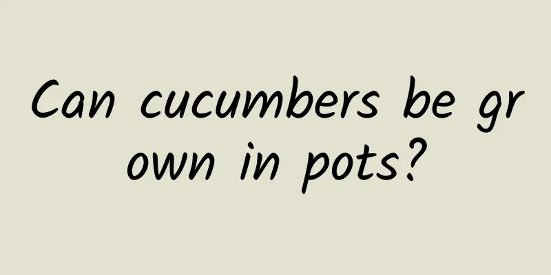 Can cucumbers be grown in pots?