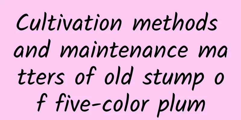 Cultivation methods and maintenance matters of old stump of five-color plum