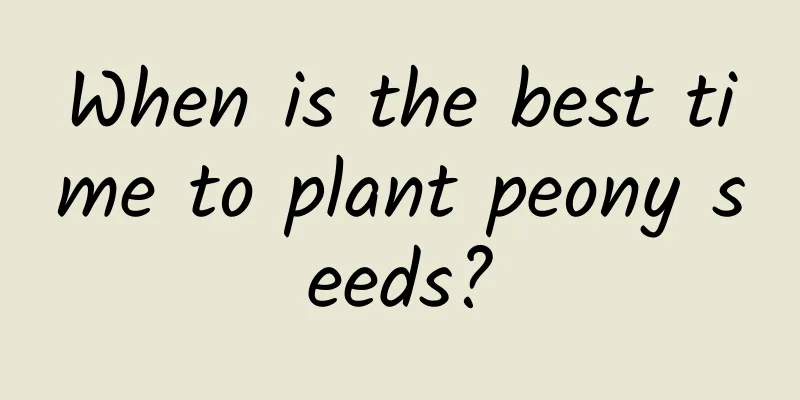 When is the best time to plant peony seeds?