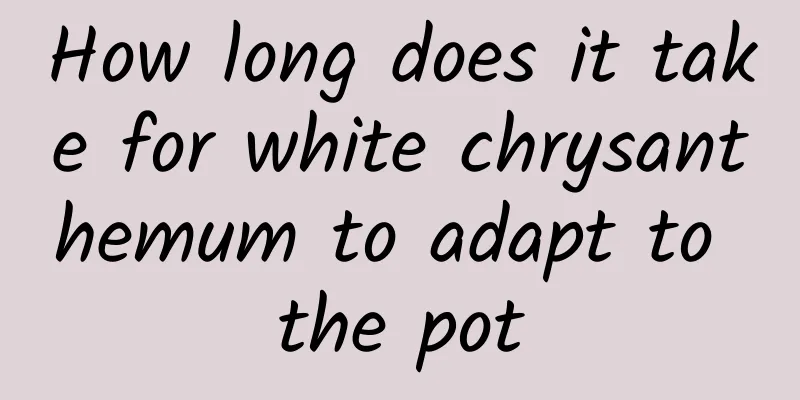 How long does it take for white chrysanthemum to adapt to the pot