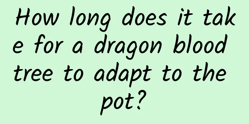 How long does it take for a dragon blood tree to adapt to the pot?
