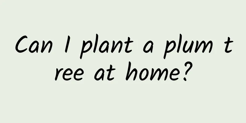 Can I plant a plum tree at home?