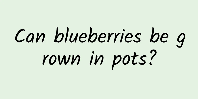 Can blueberries be grown in pots?